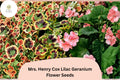 25 Mrs. Henry Cox Geranium Seeds - Variegated Foliage Pink Blooms