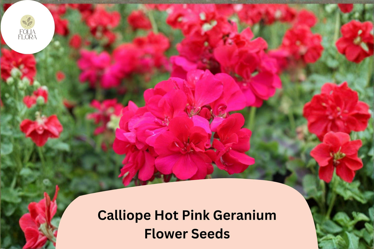 25 Calliope Hot Pink Geranium Seeds - Zonal Ivy Hybrid Flower for Planting