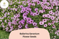 25 Ballerina Geranium Seeds - Purple Hardy Cranesbill Perennial Ground Cover