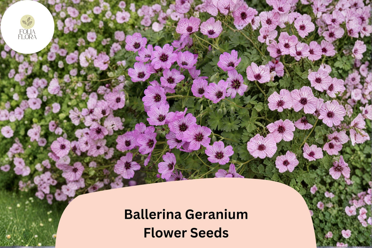 25 Ballerina Geranium Seeds - Purple Hardy Cranesbill Perennial Ground Cover