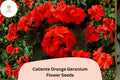 25 Caliente Orange Geranium Seeds - Bright Orange Zonal Ivy Hybrid for Gardens & Hanging Baskets