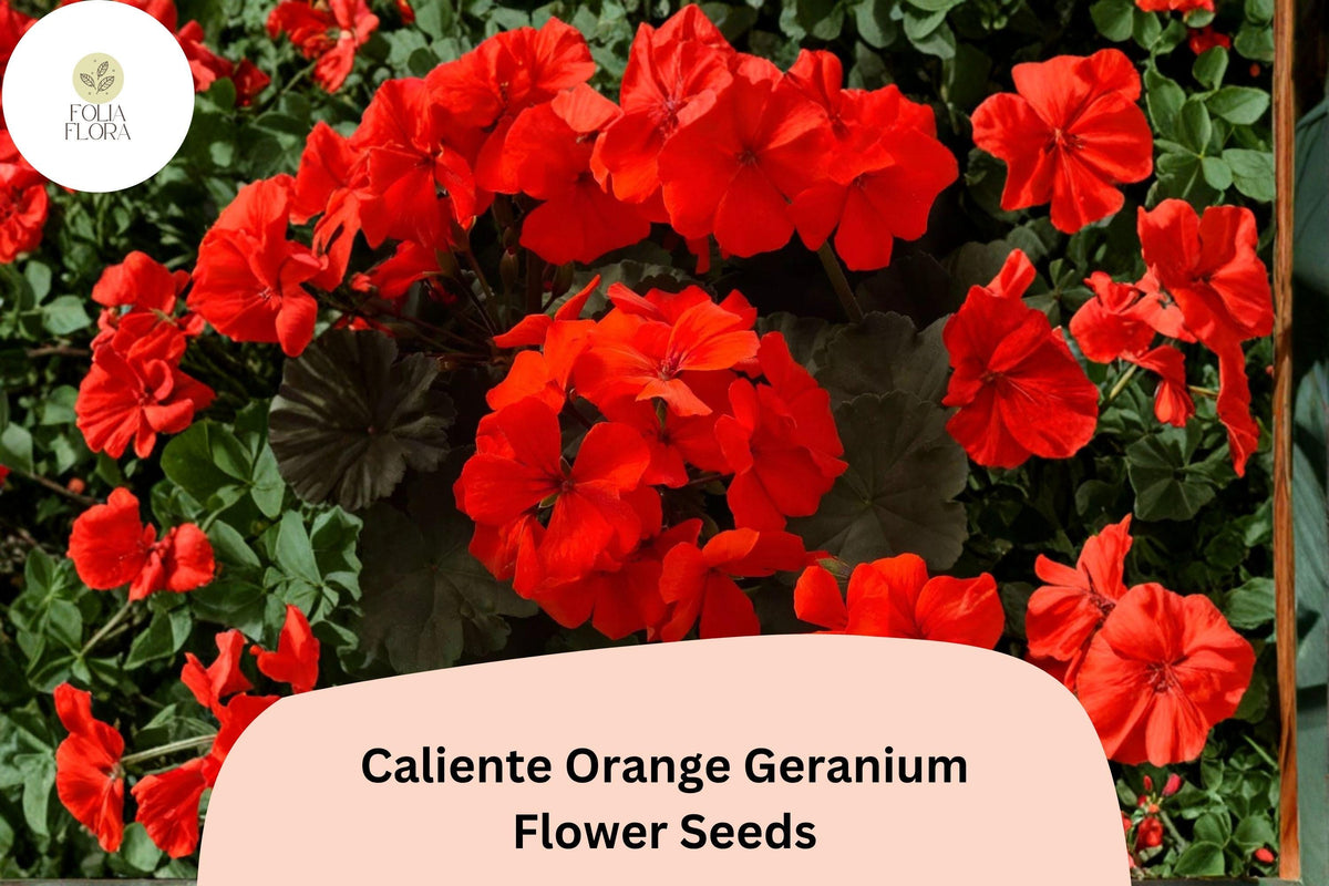 25 Caliente Orange Geranium Seeds - Bright Orange Zonal Ivy Hybrid for Gardens & Hanging Baskets
