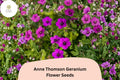 25 Anne Thomson Geranium Seeds - Hardy Perennial Magenta Cranesbill Flower