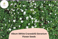 25 White Cranesbill Geranium Seeds – Hardy Perennial for Garden Borders