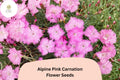 200 Alpine Pink Carnation Seeds - Fragrant Dianthus Alpinus