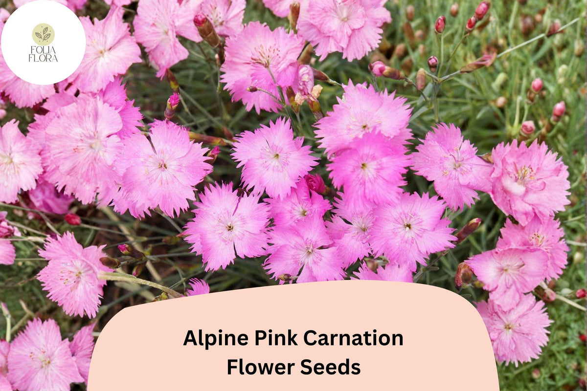 200 Alpine Pink Carnation Seeds - Fragrant Dianthus Alpinus