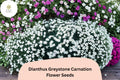 200 Dianthus Greystone Carnation Seeds - Hardy White Perennial Flowers