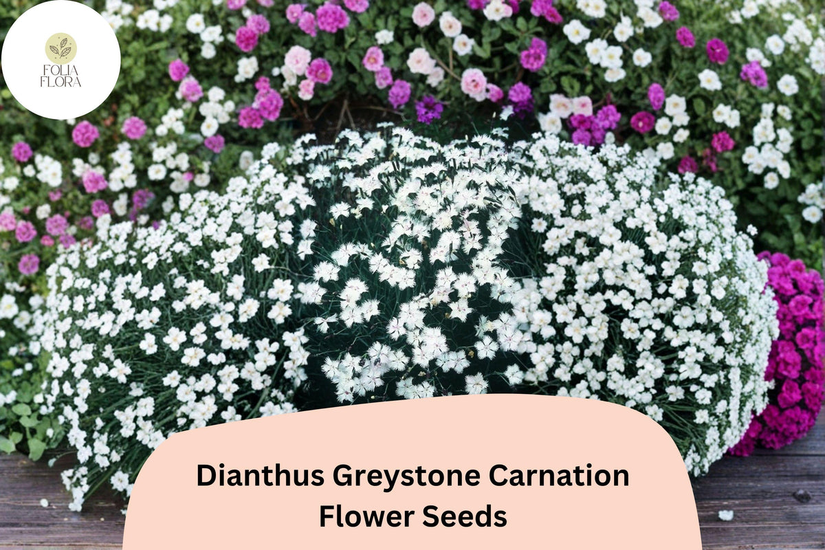 200 Dianthus Greystone Carnation Seeds - Hardy White Perennial Flowers