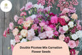 200 Double Picotee Carnation Seeds – Frilled Garden Flowers for Planting