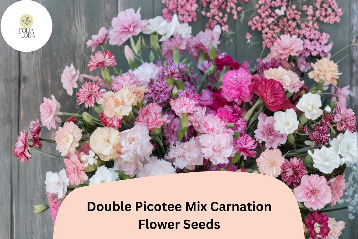 200 Double Picotee Carnation Seeds – Frilled Garden Flowers for Planting