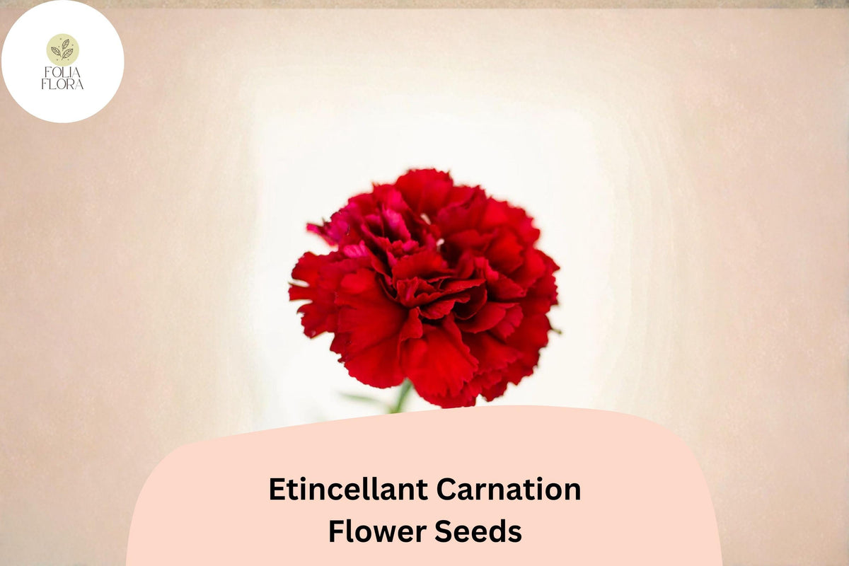 Etincellant Carnation Seeds - 200 Red Perennial Flower Seeds for Planting
