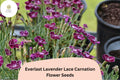 200 Everlast Lavender Lace Carnation Seeds – Fragrant Purple Blooms, Hardy Garden Flowers