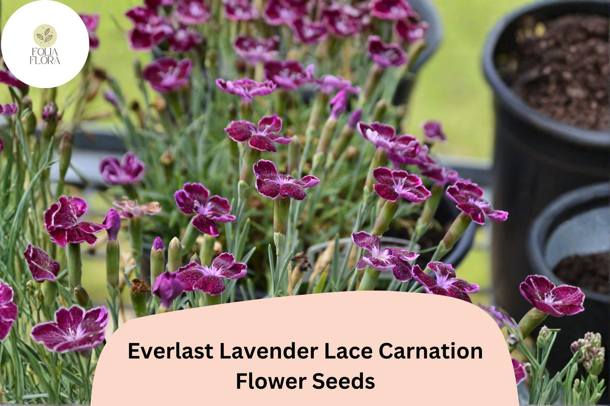 200 Everlast Lavender Lace Carnation Seeds – Fragrant Purple Blooms, Hardy Garden Flowers