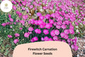 200 Firewitch Carnation Seeds – Fragrant Pink Blooms, Hardy Perennial