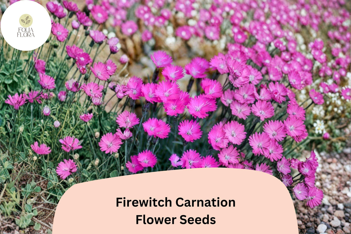 200 Firewitch Carnation Seeds – Fragrant Pink Blooms, Hardy Perennial