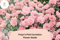 200 Freyn's Pink Carnation Seeds – Fragrant Pink Perennial Garden Flowers