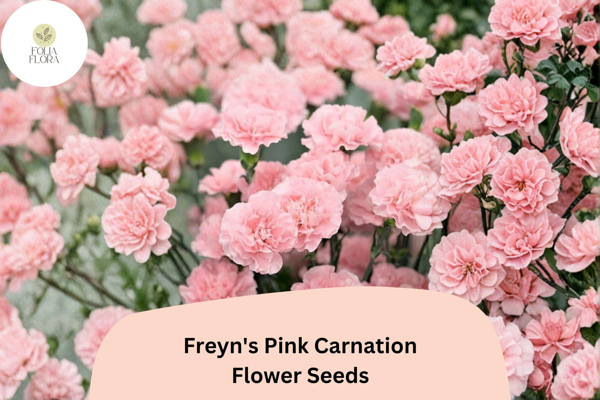 200 Freyn's Pink Carnation Seeds – Fragrant Pink Perennial Garden Flowers