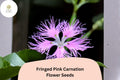 200 Fringed Pink Carnation Seeds – Frilly Pink Blooms, Hardy Perennial Garden Flowers