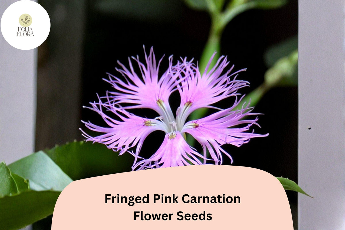 200 Fringed Pink Carnation Seeds – Frilly Pink Blooms, Hardy Perennial Garden Flowers