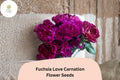 200 Fuchsia Love Carnation Seeds - Fragrant Purple Blooms, Hardy Perennial Flowers