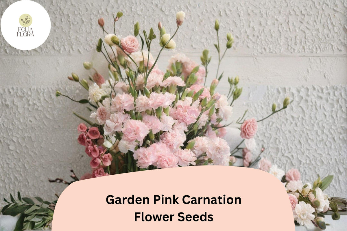 200 Garden Pink Carnation Seeds – Fragrant Pink Blooms, Hardy Perennial Flowers