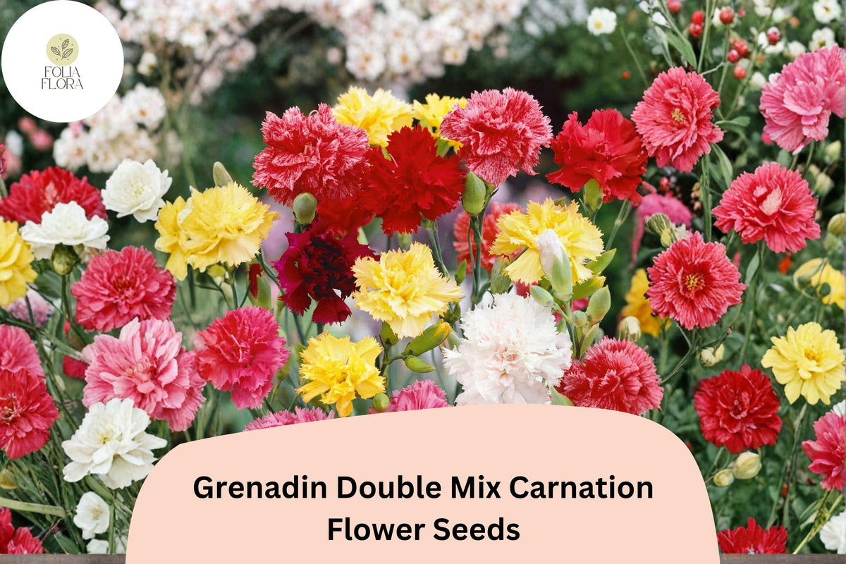 200 Grenadin Double Mix Carnation Seeds - Fragrant Double Blooms, Colorful Dianthus