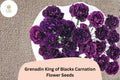 200 Grenadin King of Blacks Carnation Seeds - Purple Double Blooms