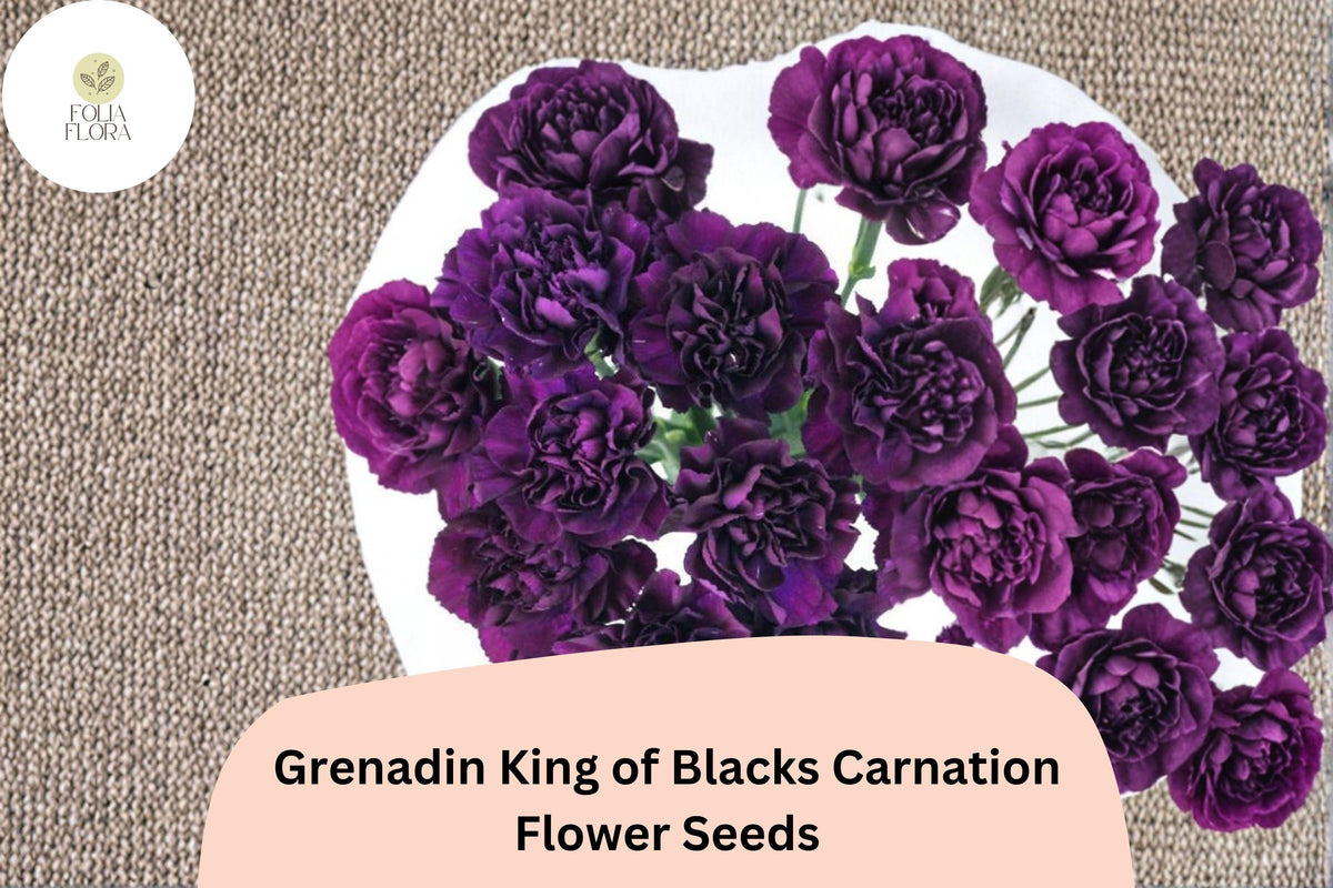 200 Grenadin King of Blacks Carnation Seeds - Purple Double Blooms