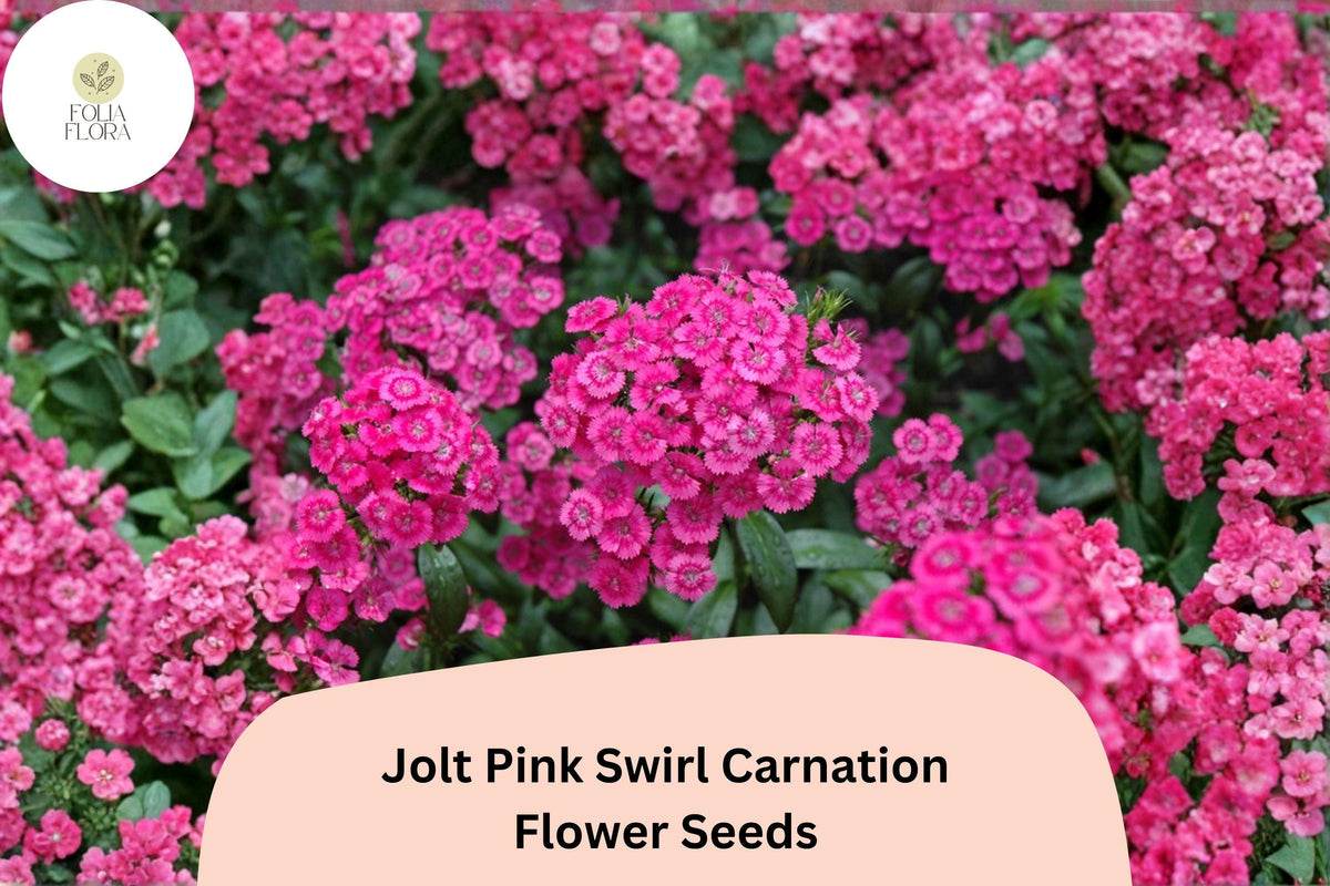 200 Jolt Pink Swirl Carnation Seeds - Fragrant Double Blooms, Hardy Perennial Dianthus