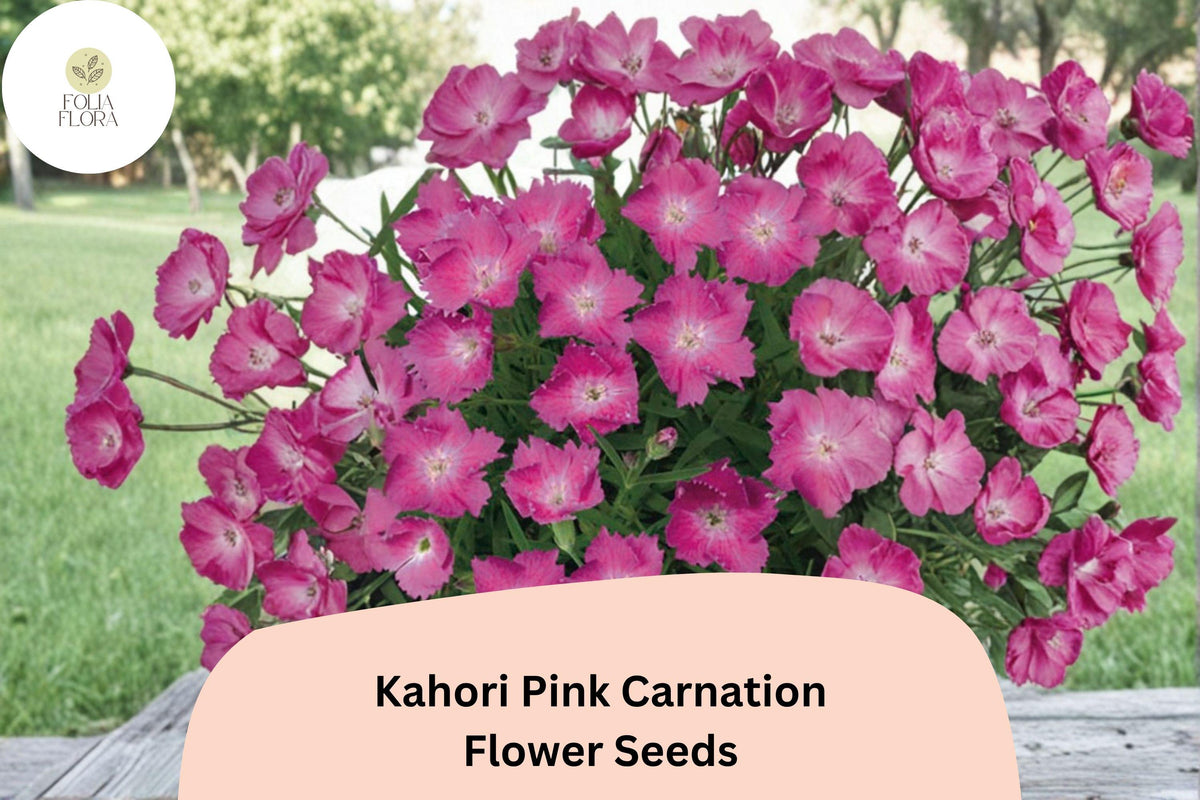 200 Kahori Pink Carnation Seeds - Fragrant Hardy Perennial Dianthus