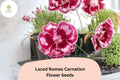 200 Laced Romeo Carnation Seeds - Dianthus caryophyllus Frilled Red & White Blooms