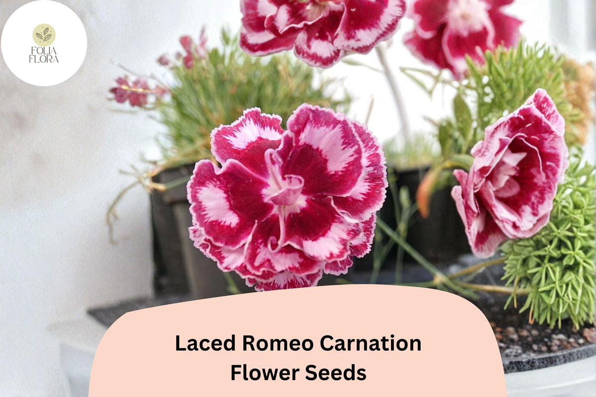 200 Laced Romeo Carnation Seeds - Dianthus caryophyllus Frilled Red & White Blooms