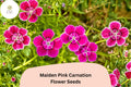 200 Maiden Pink Carnation Seeds for Planting | Dianthus deltoides Pink Ground Cover Flower
