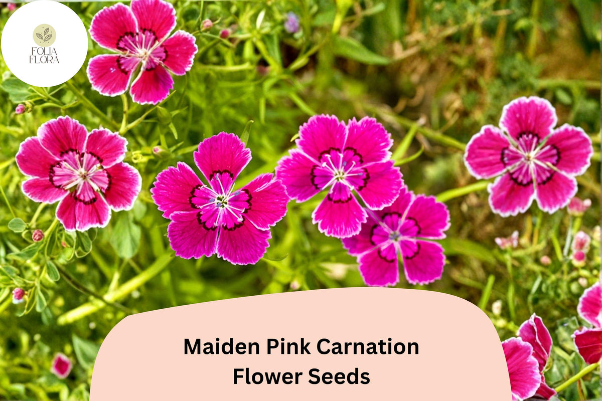 200 Maiden Pink Carnation Seeds for Planting | Dianthus deltoides Pink Ground Cover Flower