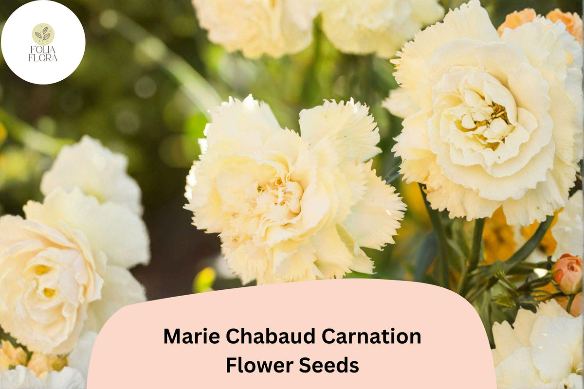 200 Marie Chabaud Carnation Seeds – Yellow Dianthus caryophyllus for Garden Planting