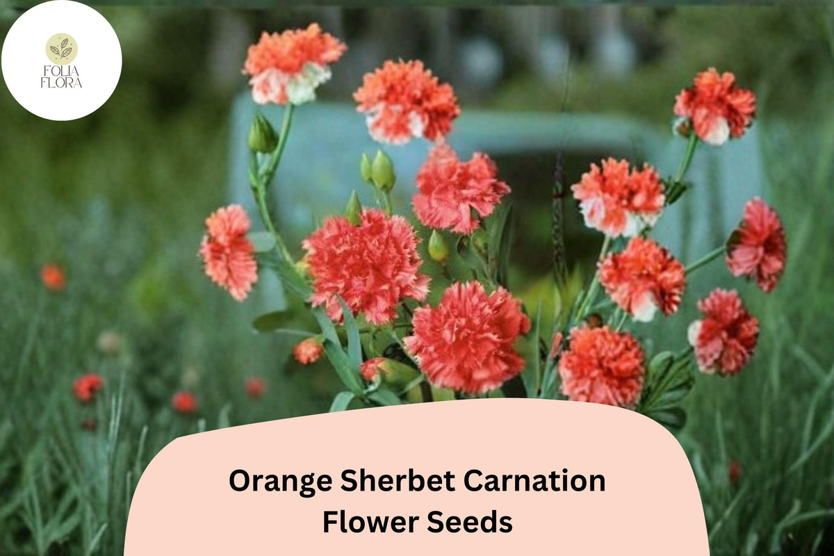 200 Orange Sherbet Carnation Seeds for Planting | Dianthus caryophyllus Orange Blooms