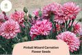 200 Pinball Wizard Carnation Seeds for Planting | Dianthus caryophyllus | Pink & White Blooms