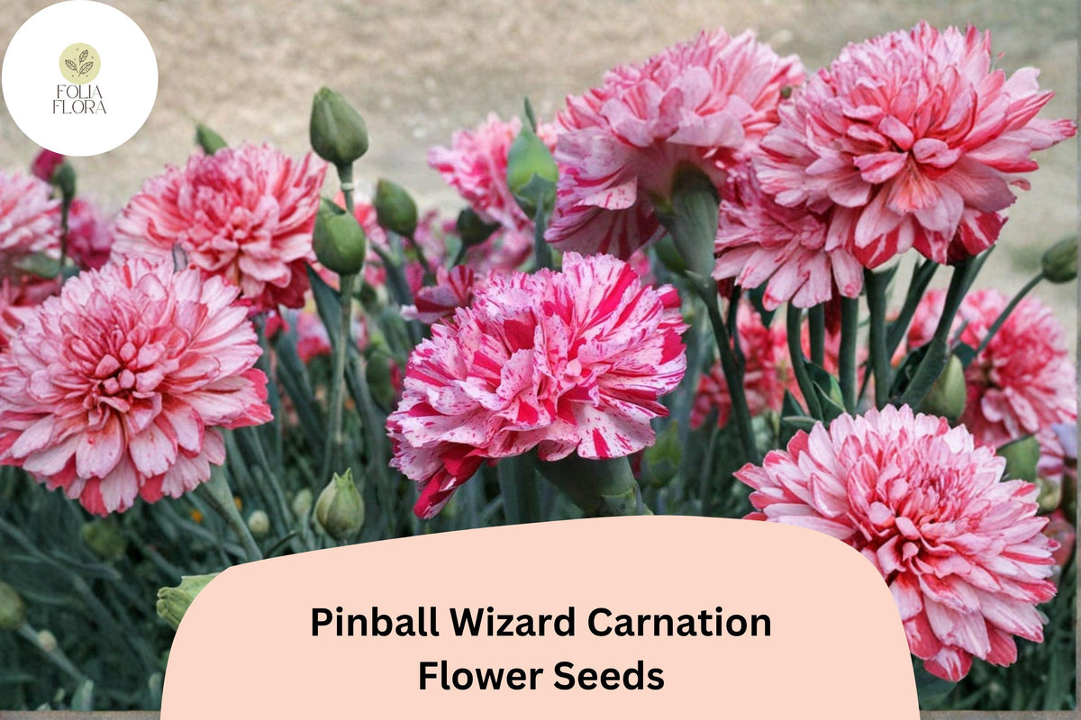 200 Pinball Wizard Carnation Seeds for Planting | Dianthus caryophyllus | Pink & White Blooms