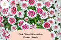 200 Pink Chianti Carnation Seeds for Planting | Dianthus caryophyllus Bicolor Blooms