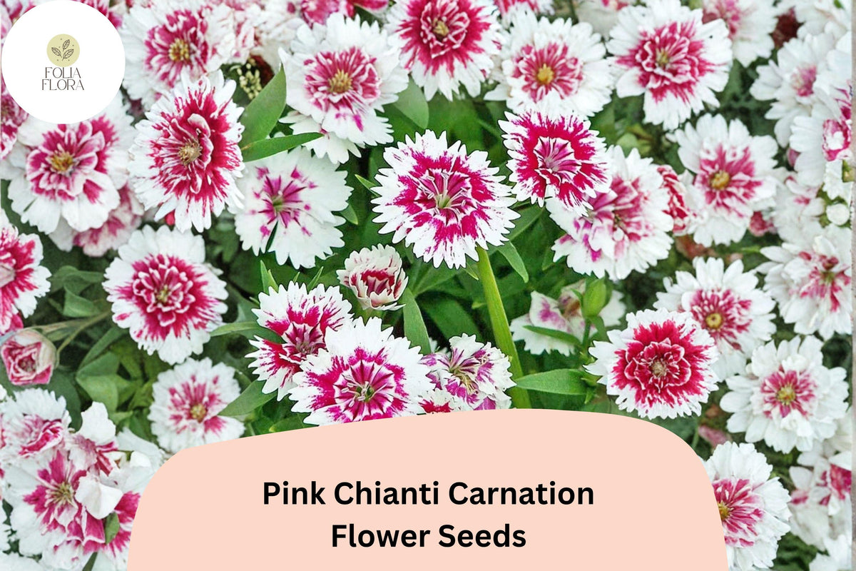 200 Pink Chianti Carnation Seeds for Planting | Dianthus caryophyllus Bicolor Blooms