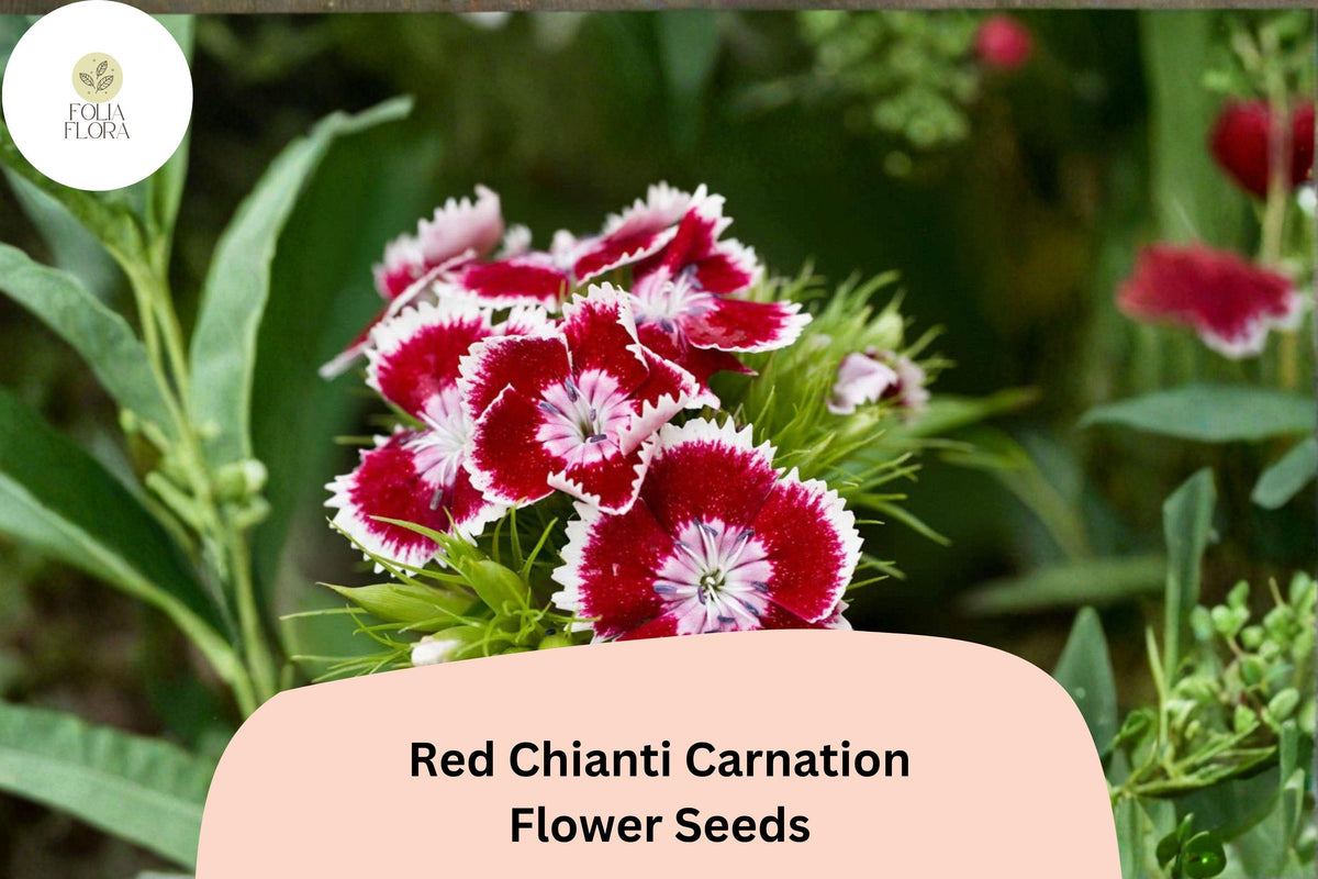 200 Red Chianti Carnation Seeds for Planting | Dianthus caryophyllus Deep Red Blooms