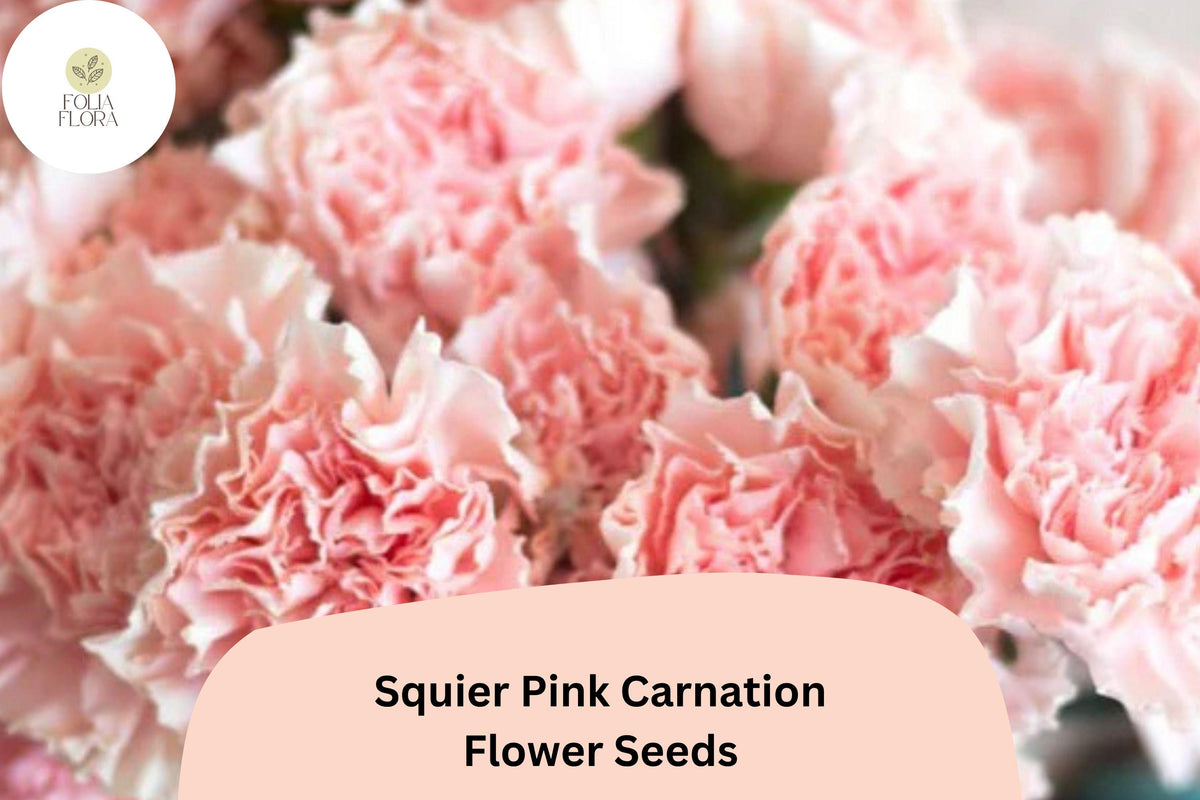 200 Squier Pink Carnation Seeds for Planting | Dianthus caryophyllus Bright Pink Blooms