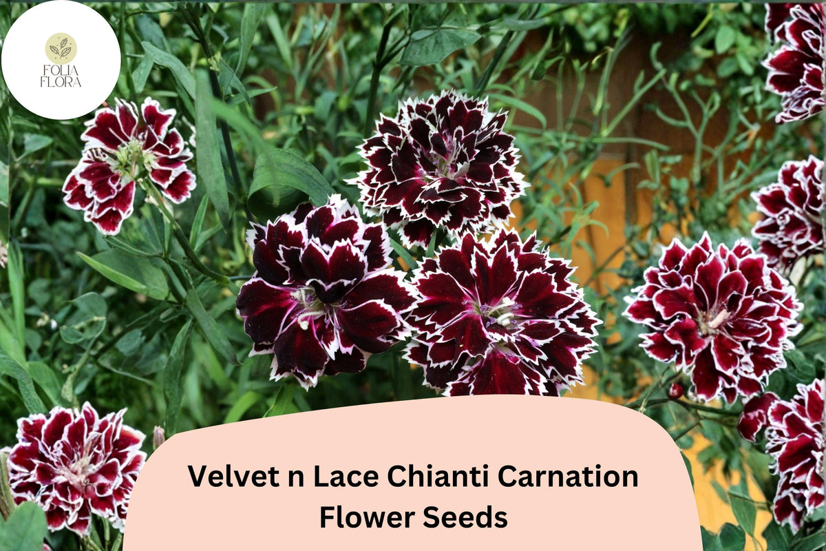 200 Velvet 'n Lace Chianti Carnation Seeds for Planting | Red & White Blooms