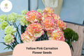 200 Yellow Pink Carnation Seeds for Planting | Dianthus caryophyllus Bicolor Blooms