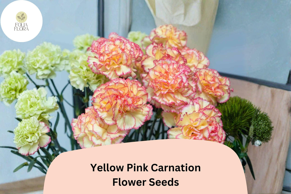 200 Yellow Pink Carnation Seeds for Planting | Dianthus caryophyllus Bicolor Blooms