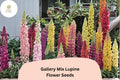 25 Gallery Mix Lupine Seeds – Lupinus polyphyllus Mixed Colors Compact Perennial