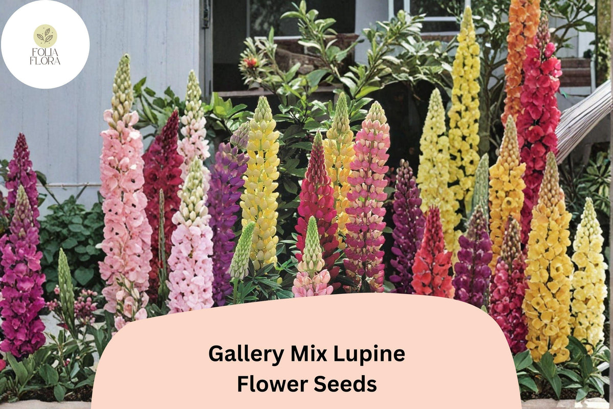 25 Gallery Mix Lupine Seeds – Lupinus polyphyllus Mixed Colors Compact Perennial