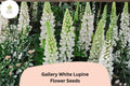 25 Gallery White Lupine Seeds – Lupinus polyphyllus Perennial Cottage Garden Flowers