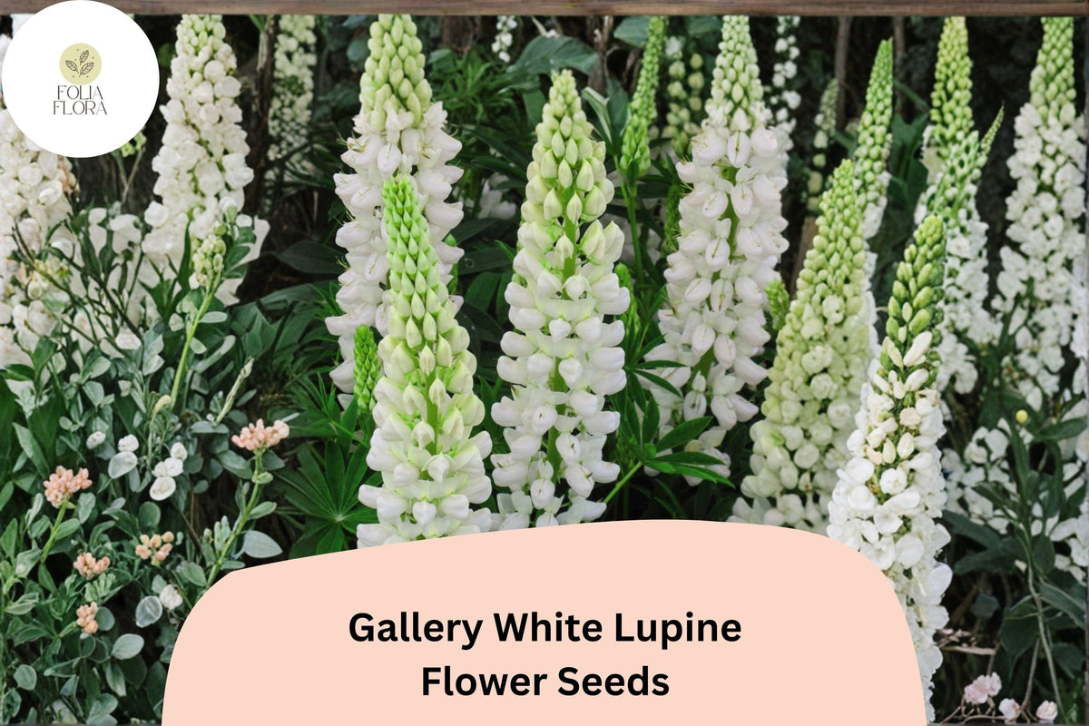 25 Gallery White Lupine Seeds – Lupinus polyphyllus Perennial Cottage Garden Flowers