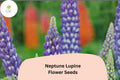 25 Neptune Lupine Seeds - Purple Lupinus Variety for Spring Garden Planting